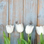 tulips, tinfoil and teaching