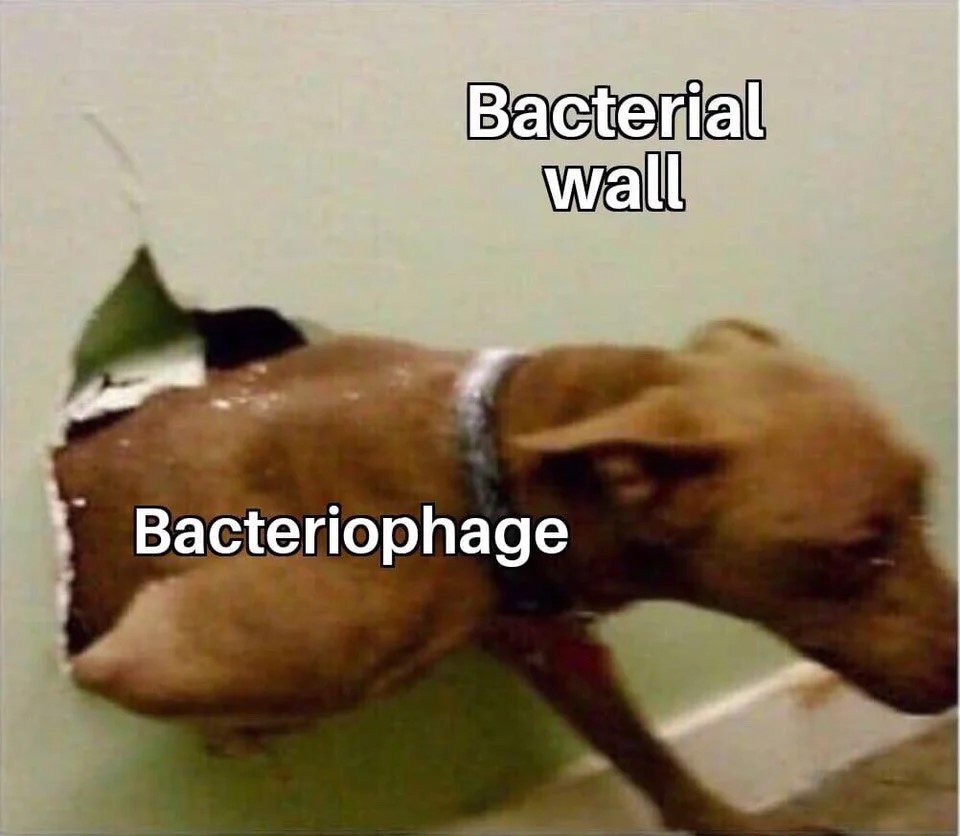 Well-known meme image of a dog bursting through a wall. In this case, the dog is labeled "bacteriophage," and the wall is labeled "bacterial wall."