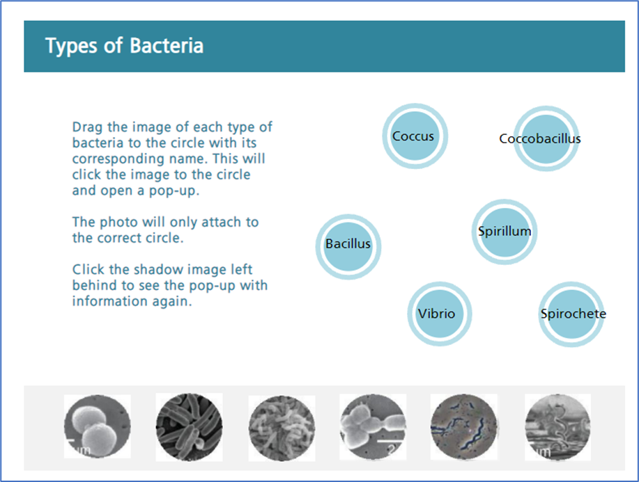 Screen titled "Types of Bacteria." Instructions: "Drag the image of each type of bacteria to the circle with its corresponding name. This will click the image to the circle and open a pop-up. The photo will only attach to the correct circle. Click the shadow image left behind to see the pop-up with information again." Bacteria types listed: coccus, coccobacillus, bacillus, spirillum, vibrio, and spirochete.