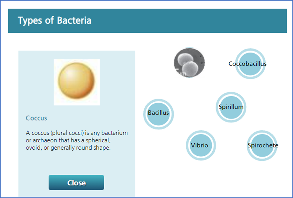 Same screen as Figure 2, but with new text indicating match between image and name of bacteria type coccus. Text reads: "Coccus: A coccus (plural cocci) is any bacterium or archaeon that has a spherical, ovoid, or generally round shape."