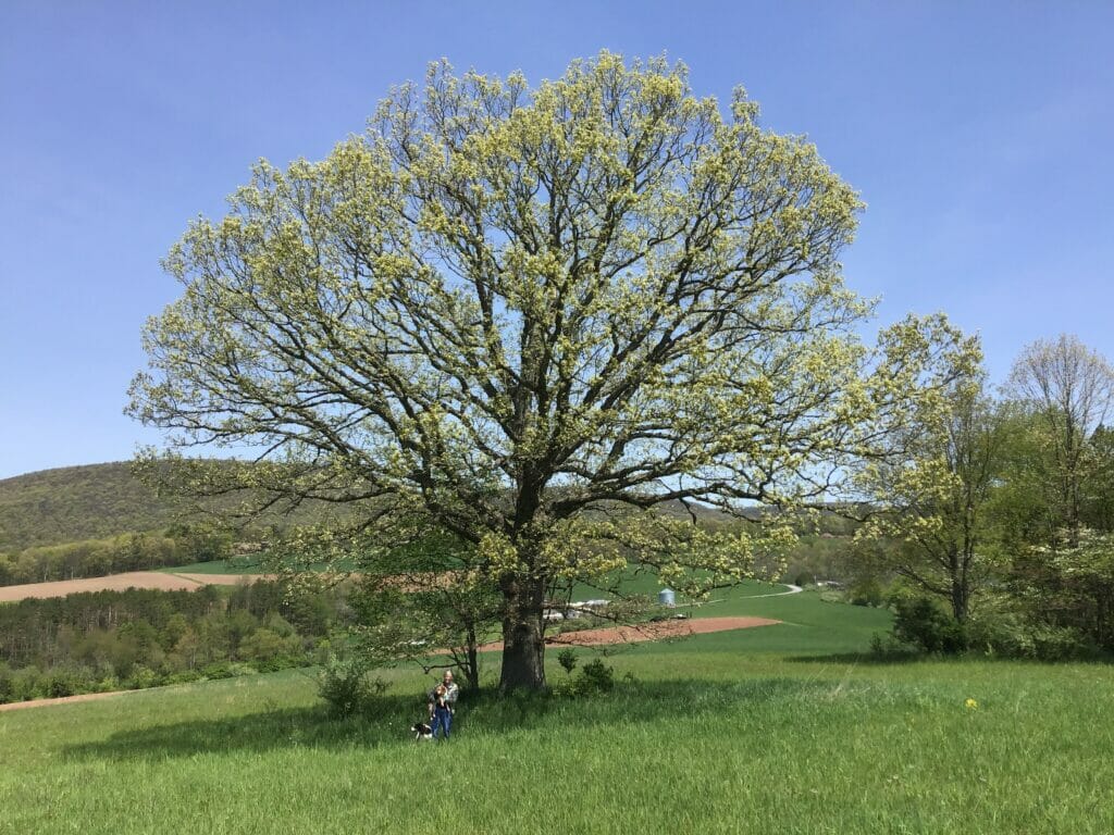 Maryellen Weimer and her dogs posing under an oak tree in a large, hilly field on a sunny spring day.