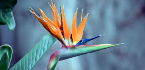 Bird of Paradise flower, illustrating intrigue