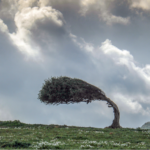 Stock photo of a single tree bent back by the wind on a dramatic landscape